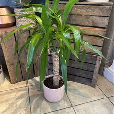 Tall single stem Yucca