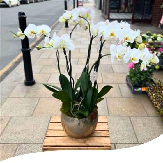 Large shop orchid pots
