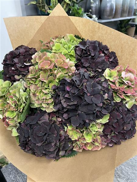 Image of Autumnal hydrangea image 5