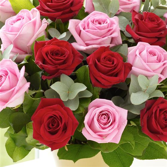 Pink Vs Red Roses 24 Red and Pink Roses