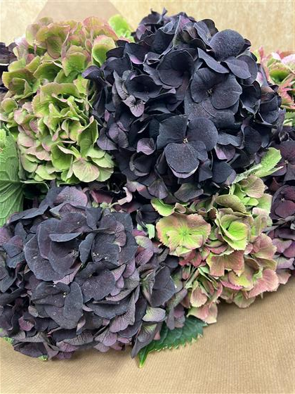 Image of Autumnal hydrangea image 4