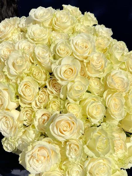 Mondial Roses White Mondial Roses