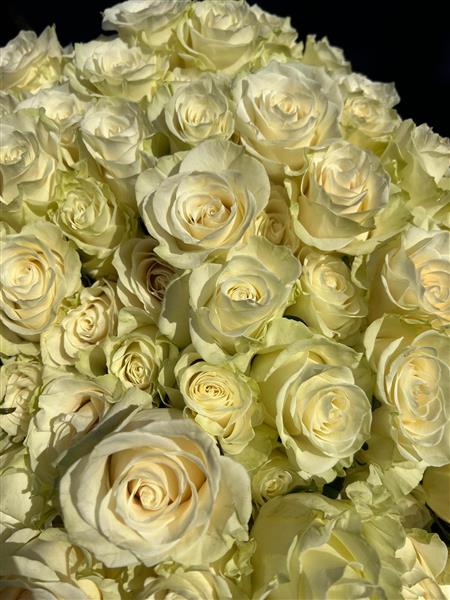 Mondial Roses White Mondial Roses